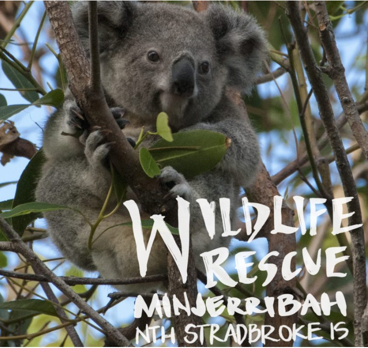 a koala bear in a tree with the words wildlife rescue written on it