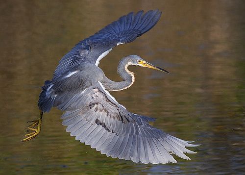 Lessons in Grant Seeking from a Tricolored Heron