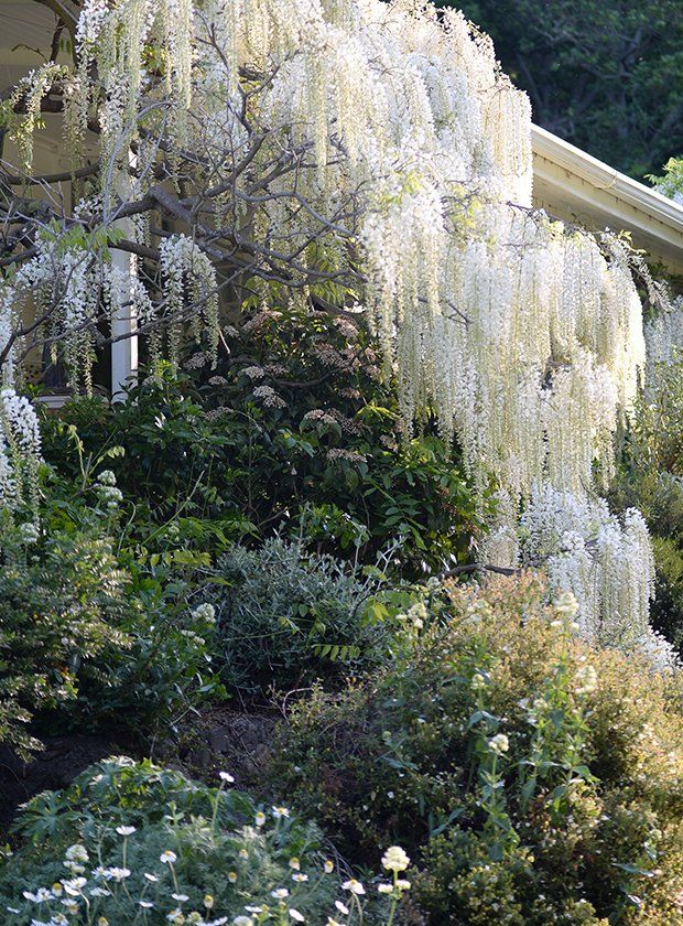 Barewood Garden Marlborough NZ