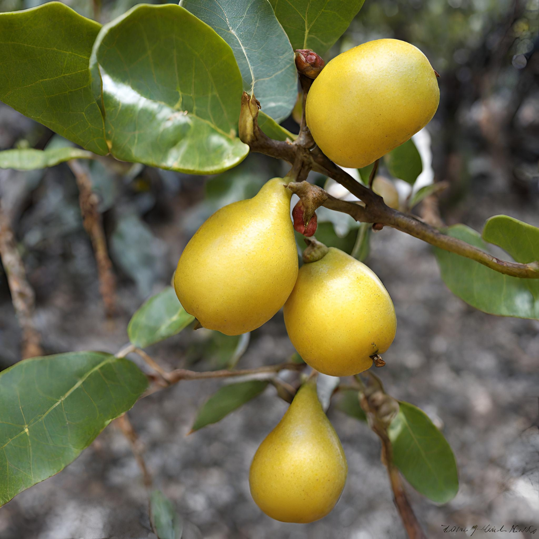 A bunch of yellow pears hanging from a tree branch