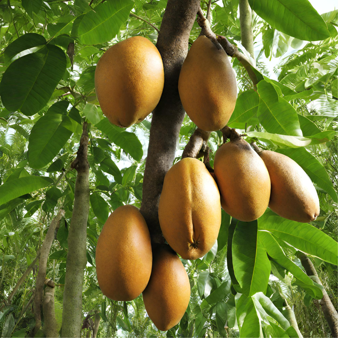 A bunch of fruit hanging from a tree branch