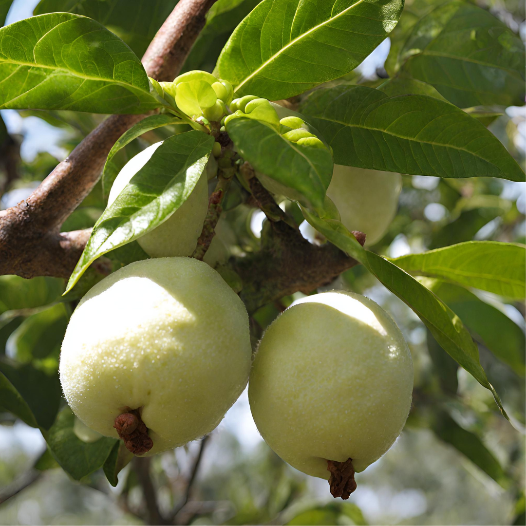 A bunch of white apples hanging from a tree branch