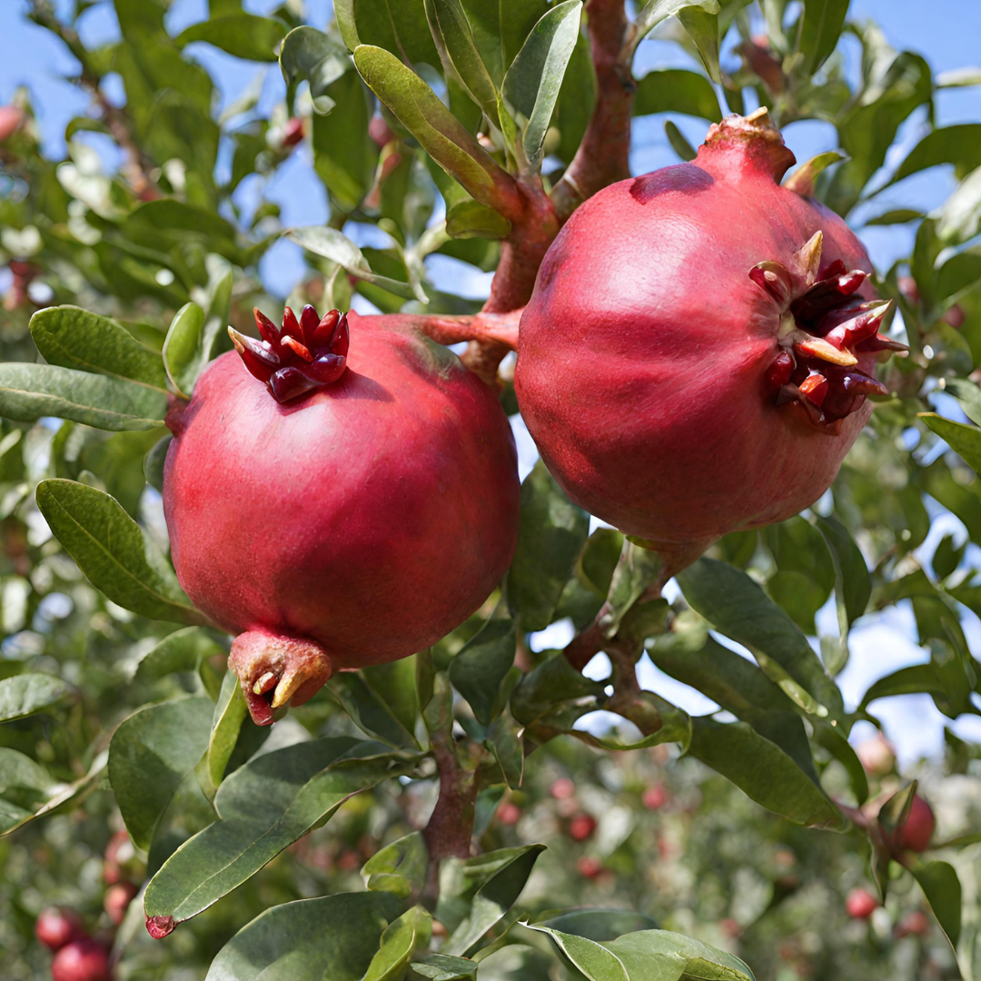 Two red pomegranates are growing on a tree