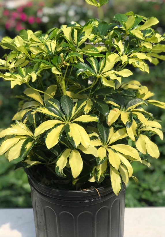 A potted plant with green and yellow leaves is sitting on a table.