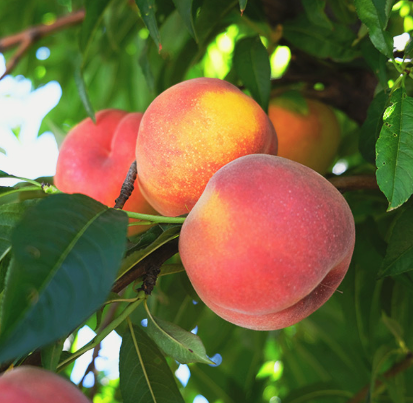 A bunch of peaches hanging from a tree branch