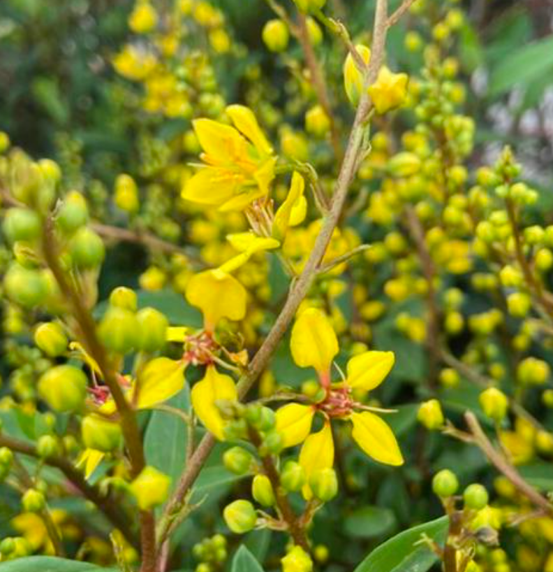 A close up of a plant with yellow flowers and green buds
