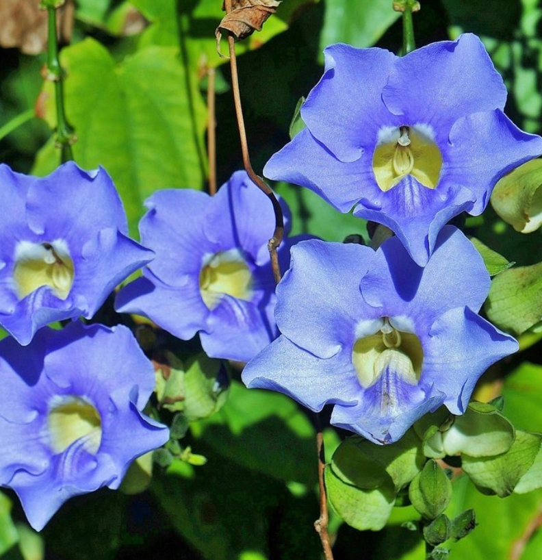 A bunch of purple flowers with a yellow center