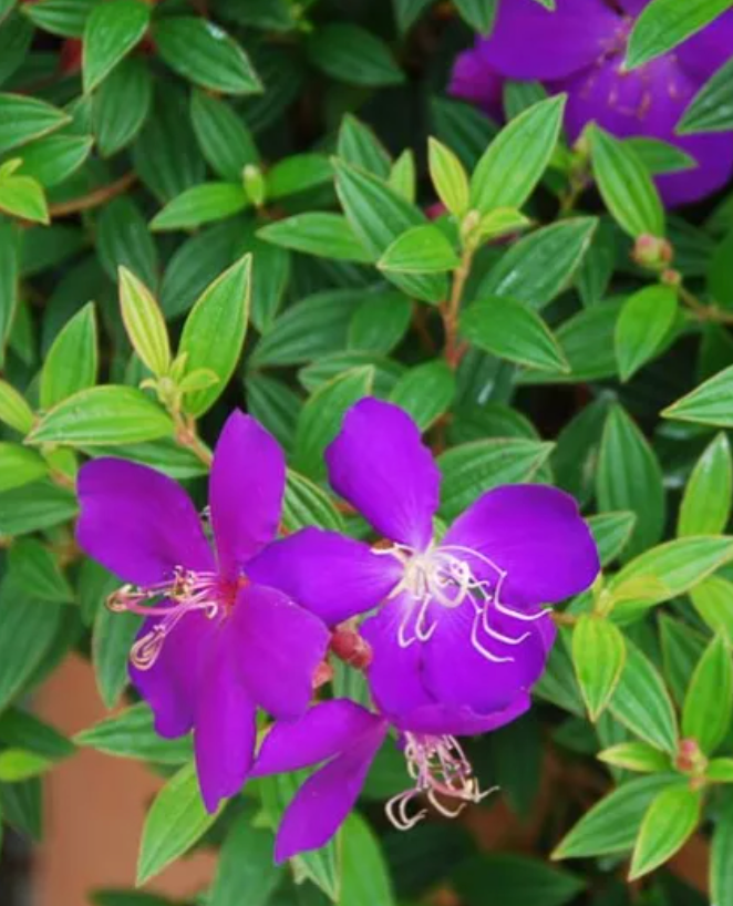 Purple flowers with green leaves in the background