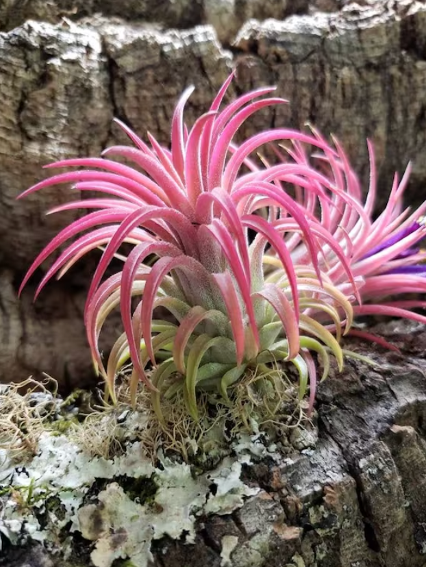 A pink air plant is growing on a tree stump.