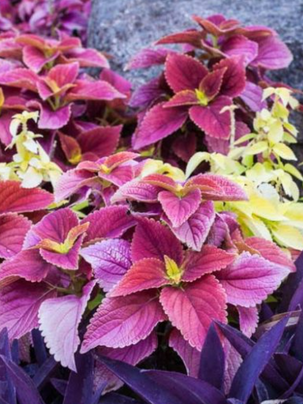 A bunch of different colored plants with purple and red leaves
