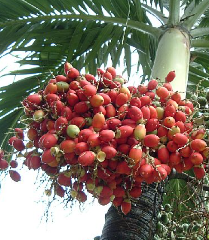 A bunch of red fruit hanging from a palm tree
