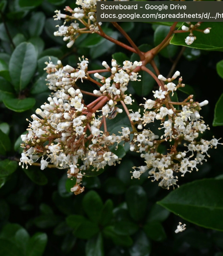 A bunch of small white flowers on a tree branch