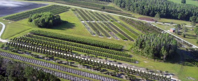 An aerial view of a lush green field filled with lots of trees.