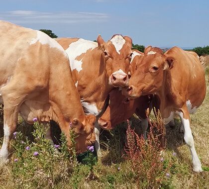 A herd of brown and white cows grazing in a field