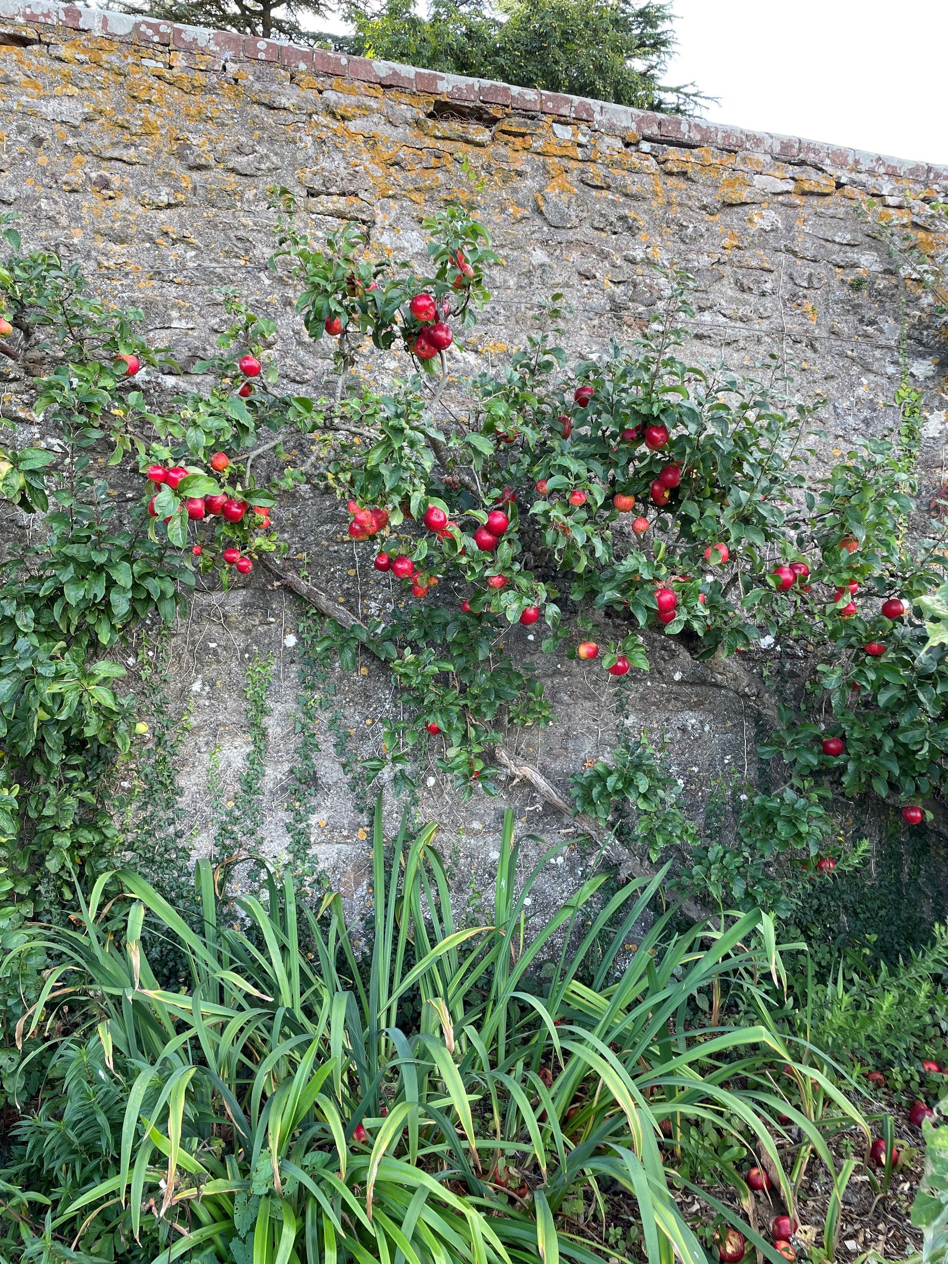 A stone wall with red roses growing on it.