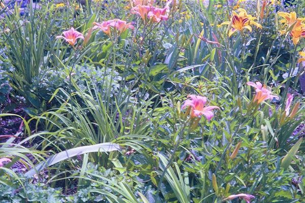 Living Aids Memorial Garden gallery