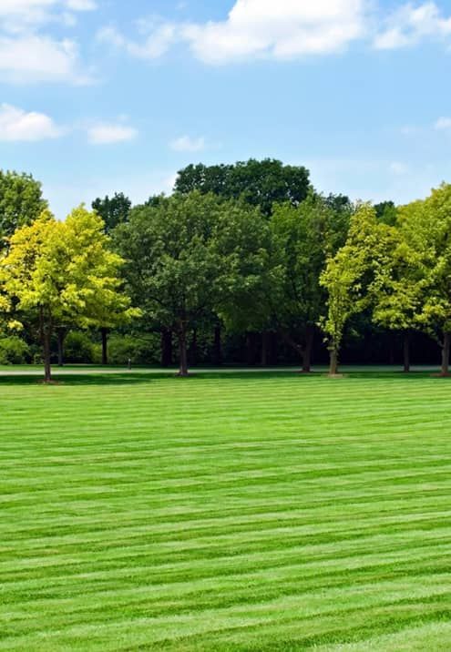 Lush green lawn with striped mowing pattern, trees, and blue sky with clouds.
