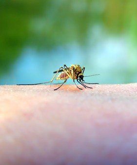 Mosquito On Skin | Palm Harbor, FL | Rainmaker Irrigation & Landscaping, Inc.
