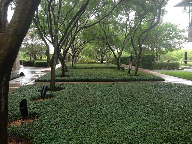 Residential Park Landscaping | Palm Harbor, FL | Rainmaker Irrigation & Landscaping, Inc.