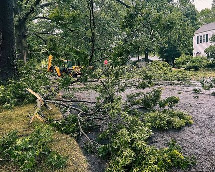 Strom Damaged Tree