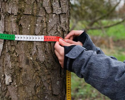 Worker Measuring Width of a Tree