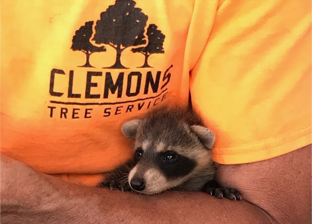 A person is holding a small raccoon in their arms.