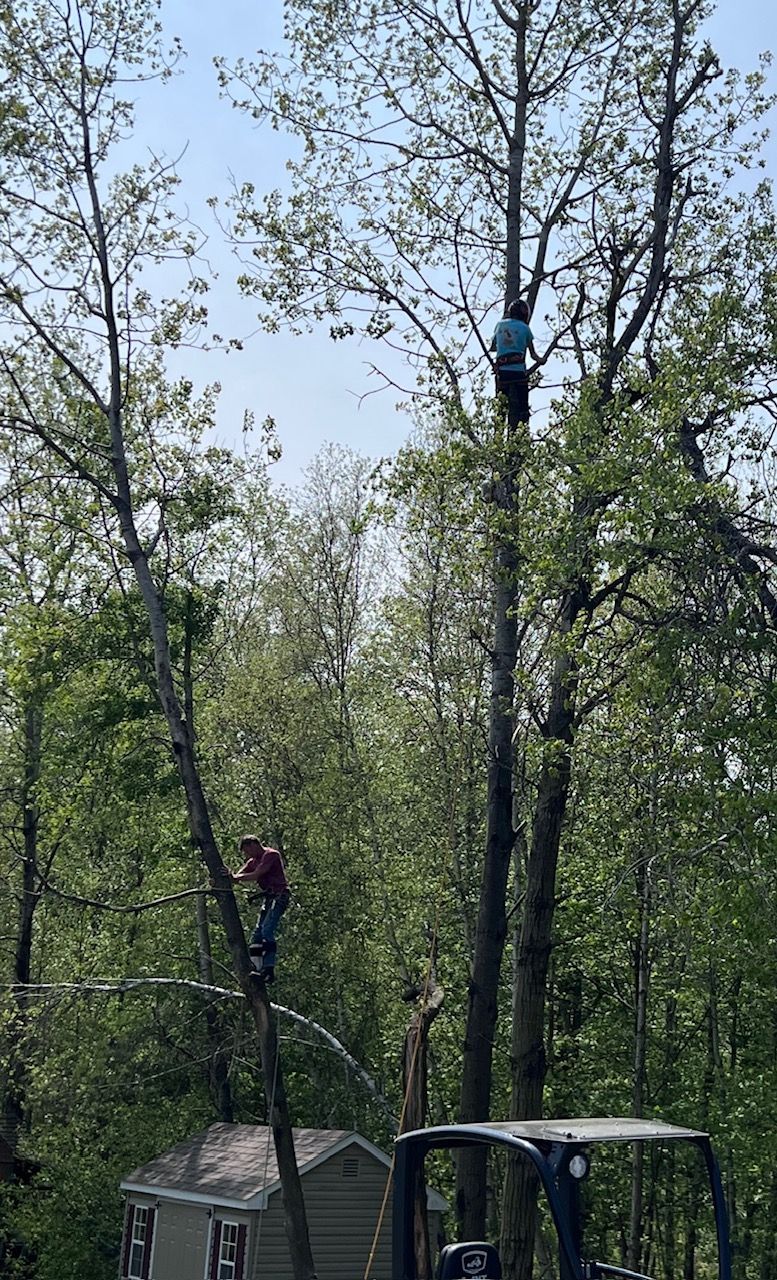 Man is Standing on Top of a Tree