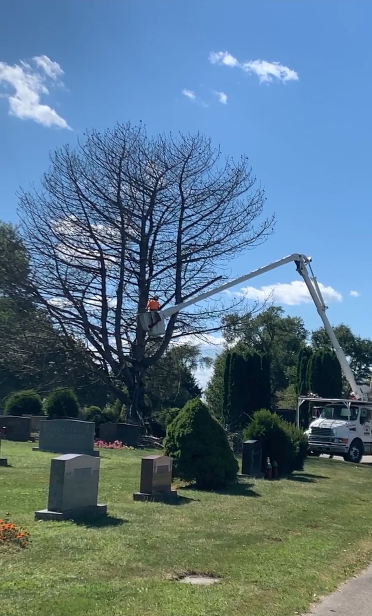 Man is Cutting a Tree in a Cemetery with a Crane