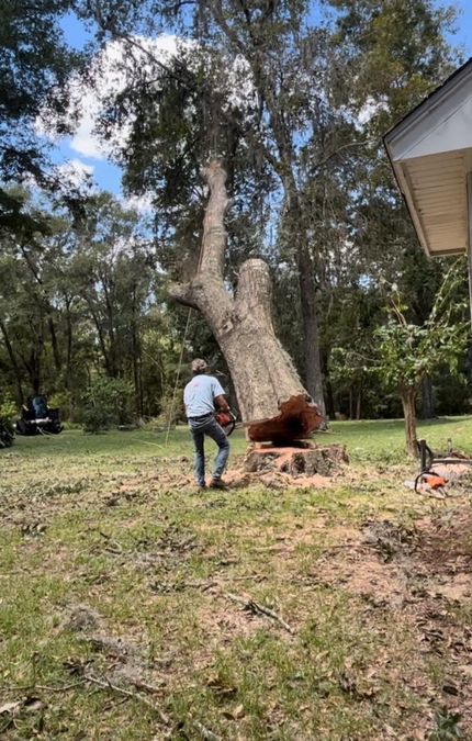 Worker Using Chainsaw Cutting Tree