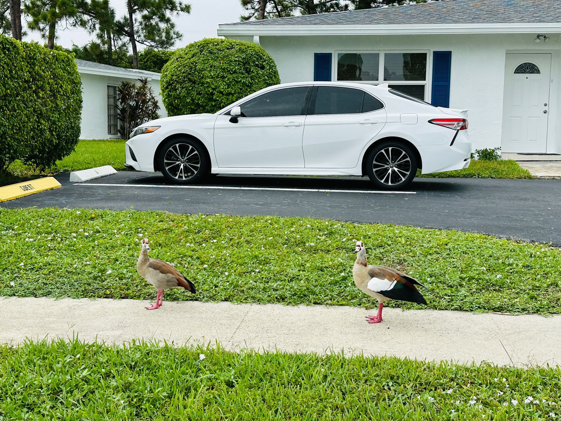 Two Egyptian geese on a sidewalk in front of a white car parked near a house with blue shutters.