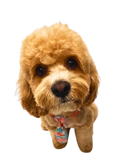 We are a modern veterinary hospital serving La Verne, Claremont, San Dimas, and Glendora, offering same-day urgent and emergency care, comprehensive dog and cat medicine, advanced diagnostics and imaging, minimally invasive procedures including endoscopy, laparoscopy, and non-surgical foreign body removal, dental cleanings, cold laser therapy, stem cell therapy, and compassionate, high-quality veterinary care under one roof.