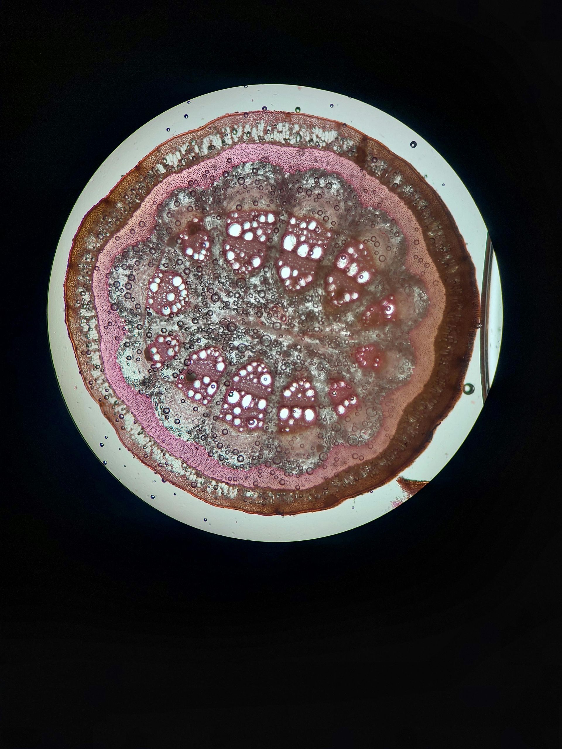 We are a modern veterinary hospital serving La Verne, Claremont, San Dimas, and Glendora, offering same-day urgent and emergency care, comprehensive dog and cat medicine, advanced diagnostics and imaging, minimally invasive procedures including endoscopy, laparoscopy, and non-surgical foreign body removal, dental cleanings, cold laser therapy, stem cell therapy, and compassionate, high-quality veterinary care under one roof.