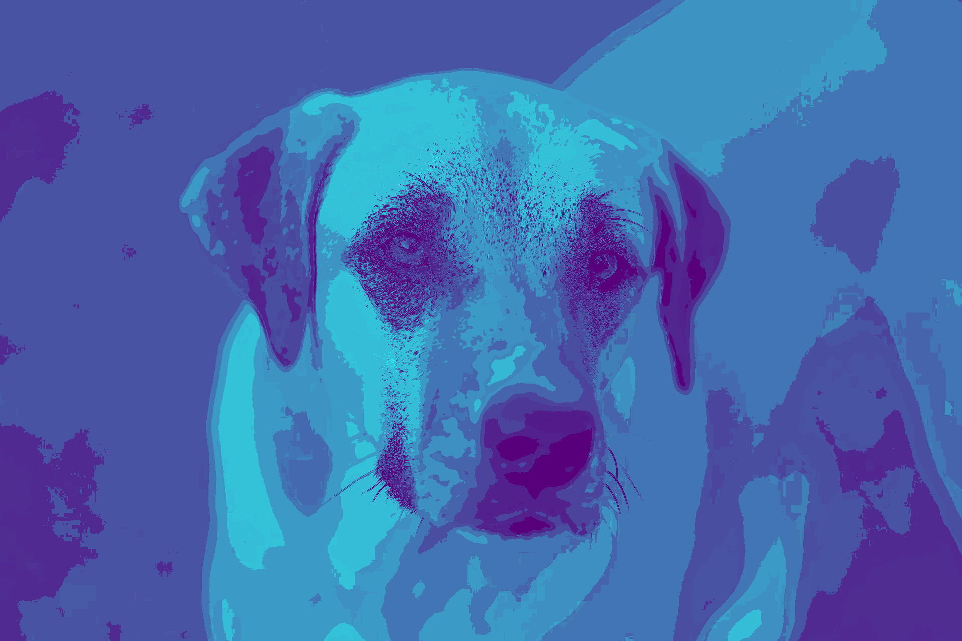 We are a modern veterinary hospital serving La Verne, Claremont, San Dimas, and Glendora, offering same-day urgent and emergency care, comprehensive dog and cat medicine, advanced diagnostics and imaging, minimally invasive procedures including endoscopy, laparoscopy, and non-surgical foreign body removal, dental cleanings, cold laser therapy, stem cell therapy, and compassionate, high-quality veterinary care under one roof.