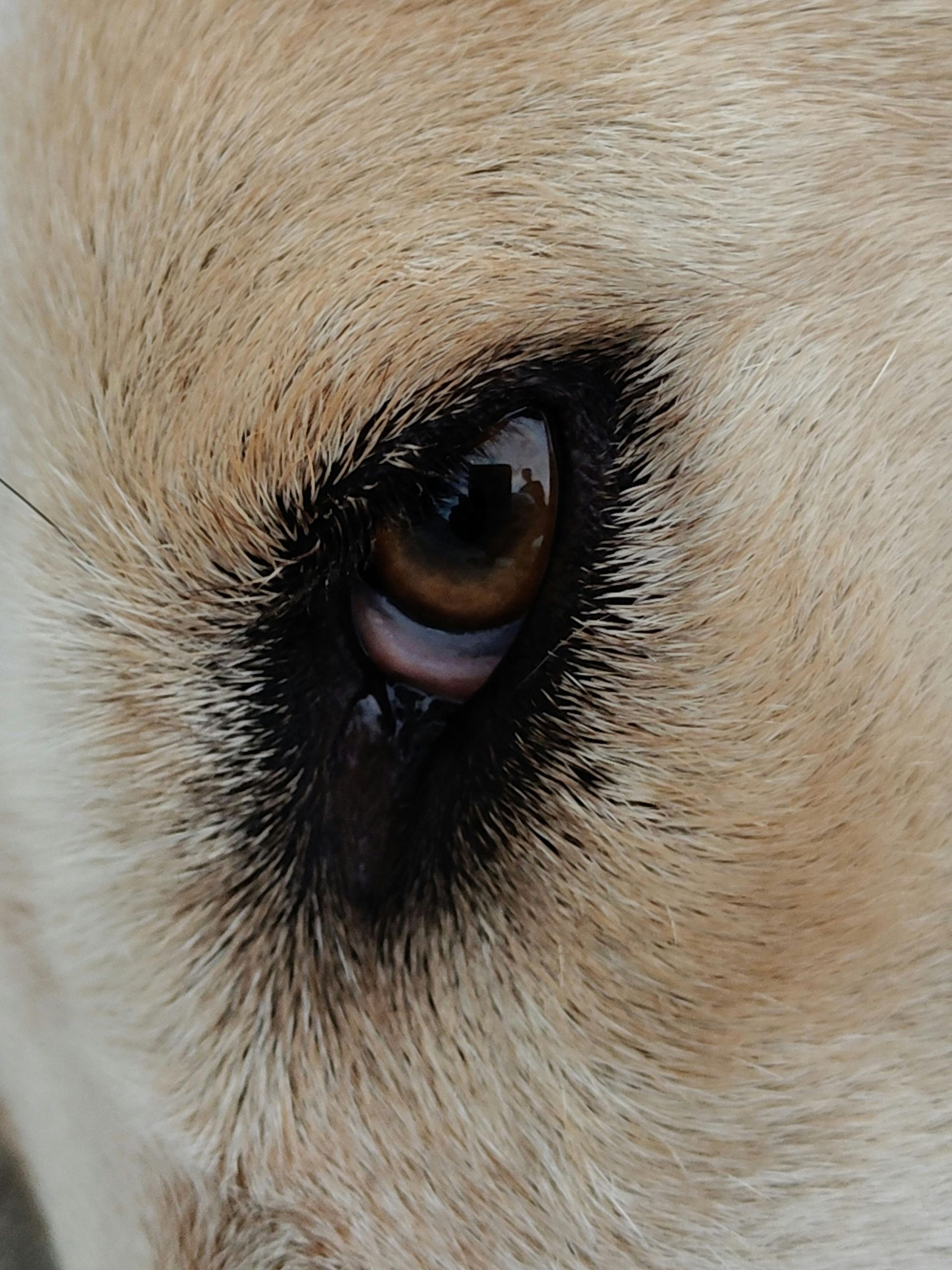 We are a modern veterinary hospital serving La Verne, Claremont, San Dimas, and Glendora, offering same-day urgent and emergency care, comprehensive dog and cat medicine, advanced diagnostics and imaging, minimally invasive procedures including endoscopy, laparoscopy, and non-surgical foreign body removal, dental cleanings, cold laser therapy, stem cell therapy, and compassionate, high-quality veterinary care under one roof.