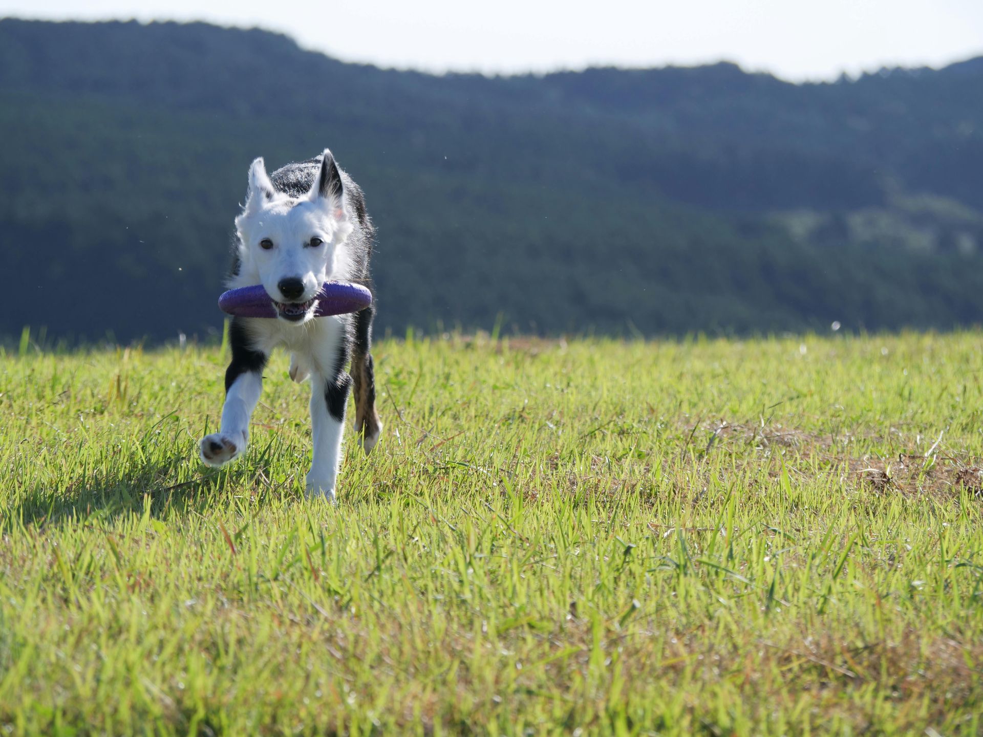 We are a modern veterinary hospital serving La Verne, Claremont, San Dimas, and Glendora, offering same-day urgent and emergency care, comprehensive dog and cat medicine, advanced diagnostics and imaging, minimally invasive procedures including endoscopy, laparoscopy, and non-surgical foreign body removal, dental cleanings, cold laser therapy, stem cell therapy, and compassionate, high-quality veterinary care under one roof.