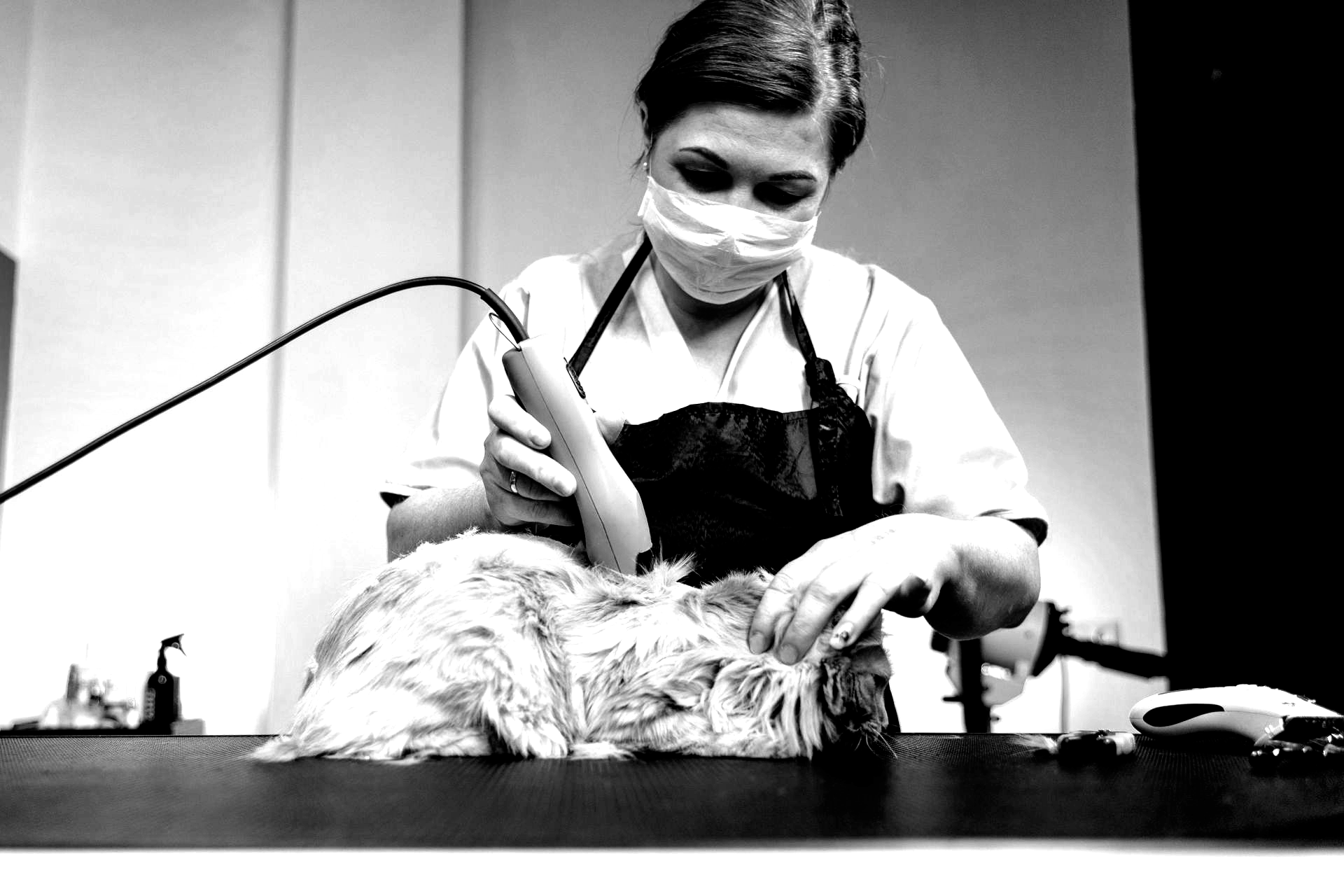 A person wearing a mask trims a small, fluffy dog on a table.