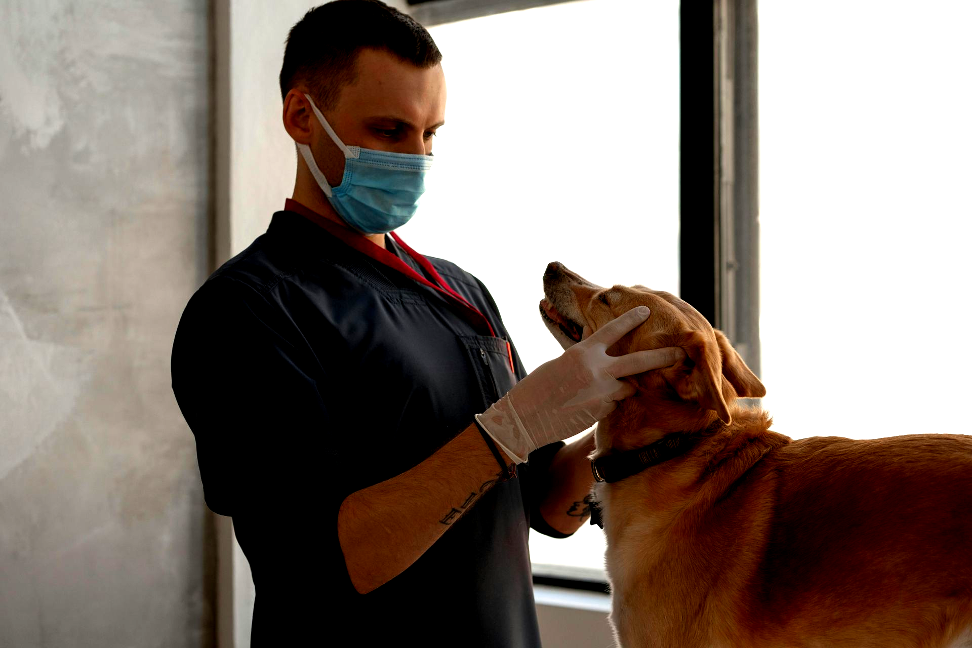 We offer same-day urgent and emergency care, comprehensive dog and cat medicine, advanced diagnostics and imaging, minimally invasive procedures including endoscopy, laparoscopy, and non-surgical foreign body removal, dental cleanings, cold laser therapy, stem cell therapy, and compassionate, high-quality veterinary care under one roof.