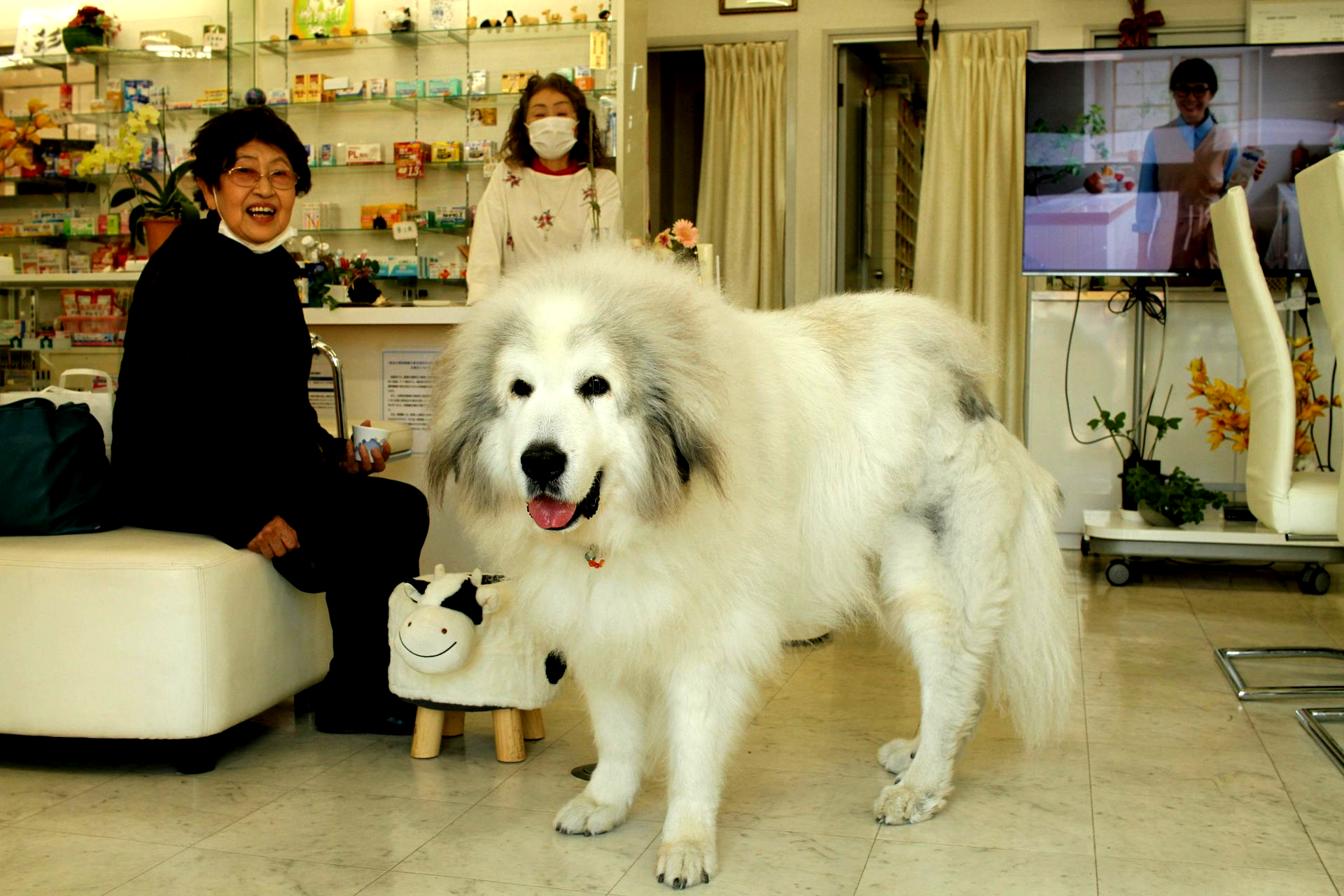 We offer same-day urgent and emergency care, comprehensive dog and cat medicine, advanced diagnostics and imaging, minimally invasive procedures including endoscopy, laparoscopy, and non-surgical foreign body removal, dental cleanings, cold laser therapy, stem cell therapy, and compassionate, high-quality veterinary care under one roof.