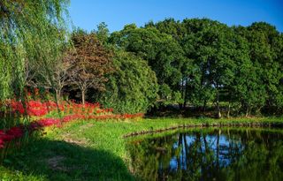 A lake surrounded by trees and grass with a reflection of trees in the water.