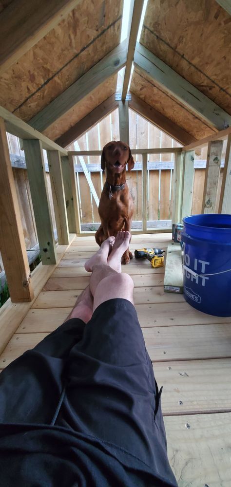 A person reclines inside a wooden structure, facing a reddish-brown dog sitting upright. A blue bucket and tools are visible nearby.