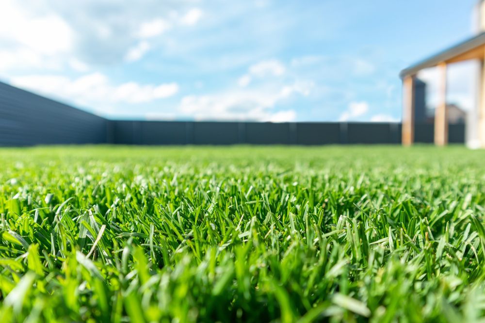 A close up of a lush green lawn with a house in the background.