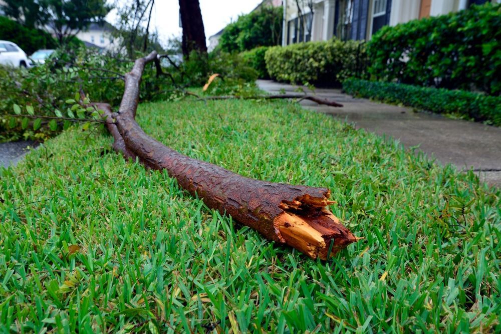 A tree branch is laying on the grass in front of a house.