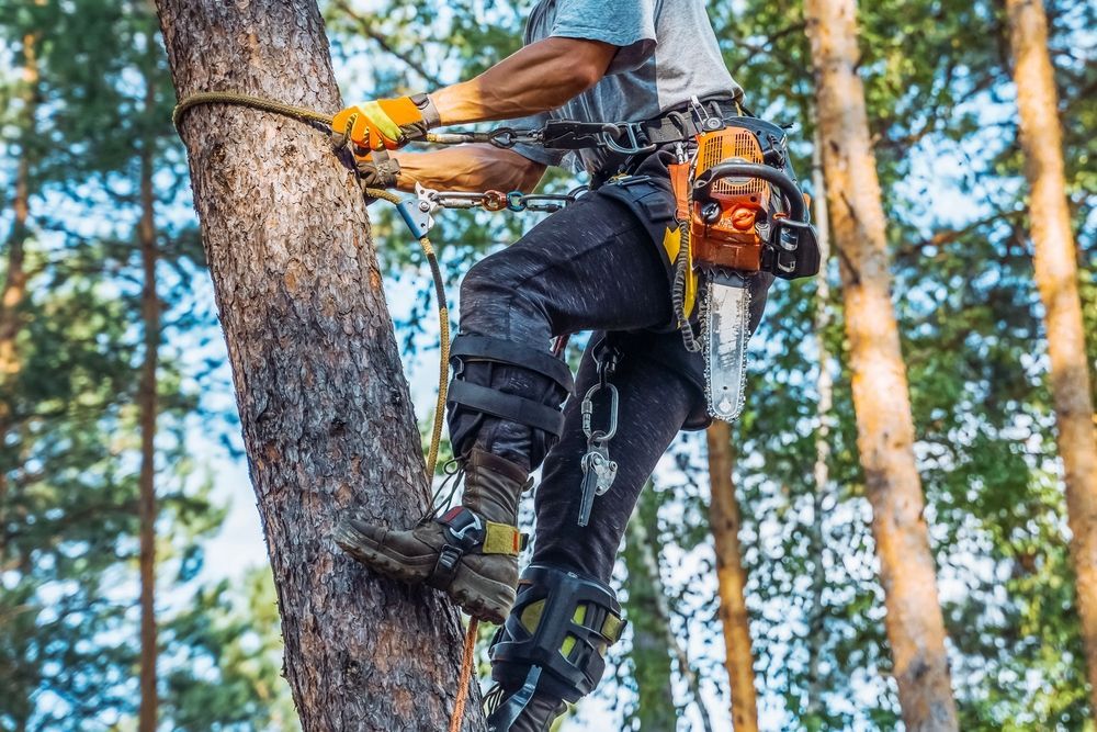 A man is climbing a tree with a chainsaw.