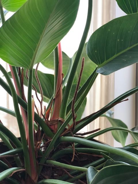 Biophillic design - interieurdesign planten en bloemen