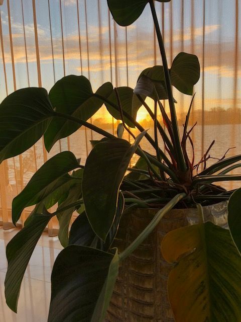 Verfijnd interieur - planten en potten
Duurzame materialen, zorgvuldig gekozen kleuren en karaktervolle meubels