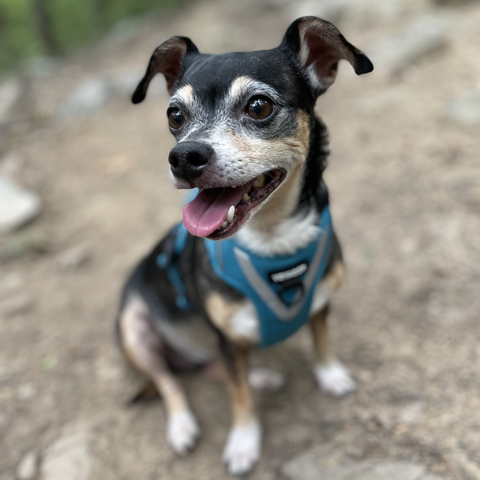 A small dog wearing a blue harness is sitting on the ground