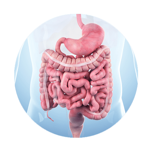 Una representación 3D del sistema digestivo humano, incluidos el estómago y el intestino grueso.