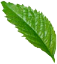 leaf