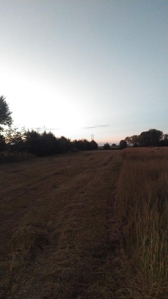 A field at dusk, with tall grass and a line of trees against a light-colored sky.