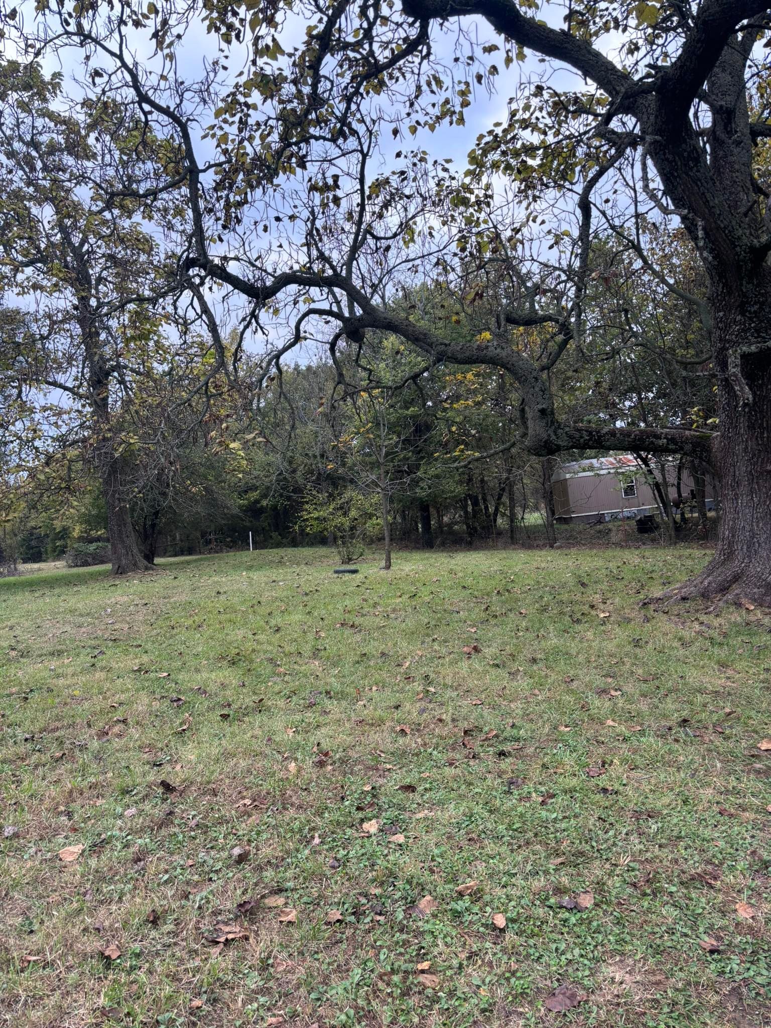 Grassy field with trees in autumn; overcast sky. A small building is visible in the distance.